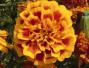 Seminte profesionale Tagetes patula - Craite pitice - imagine 48894